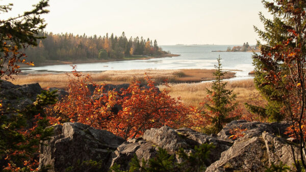 Wallpaper Landscape, Trees, Nature, View, Lake, Forest