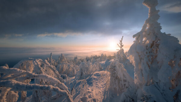 Wallpaper And, Trees, Sky, Under, Snow, Covered, Cloudy, Nature, Land