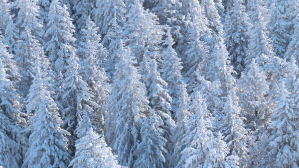Wallpaper Nature, Covered, Snow, Forest, Pine, Trees