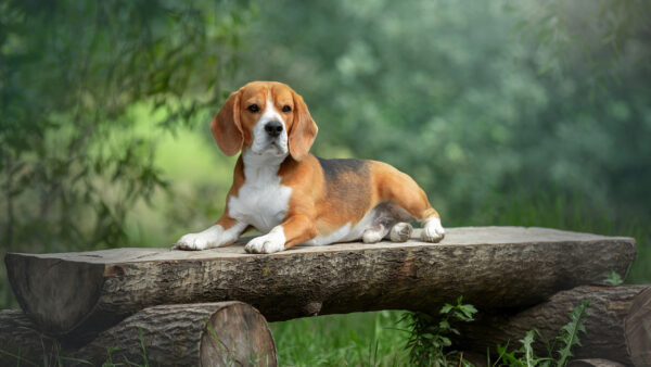 Wallpaper Blur, Beagle, White, Down, Lying, Brown, Wood, Background, Dog, Trees, Trunk