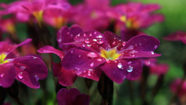 Wallpaper Purple, Flowers, Water, Background, Dark, With, Drops, Blur