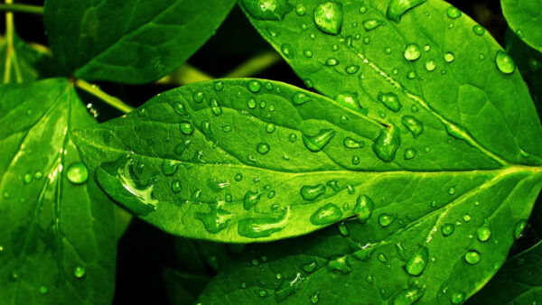 Wallpaper Nature, With, Leaves, View, Closeup, Drops, Water, Green