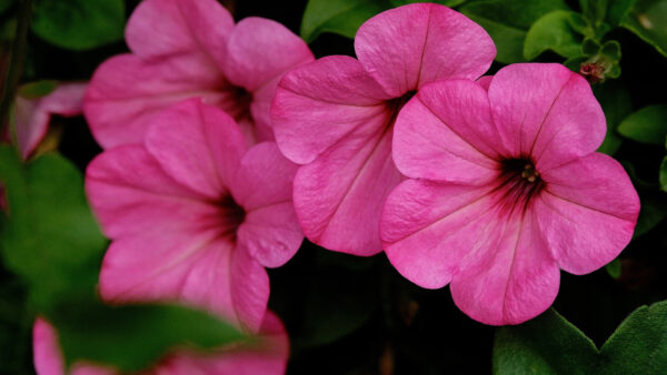 Wallpaper View, Flowers, Closeup, Calibrachoa, Pink, Petals