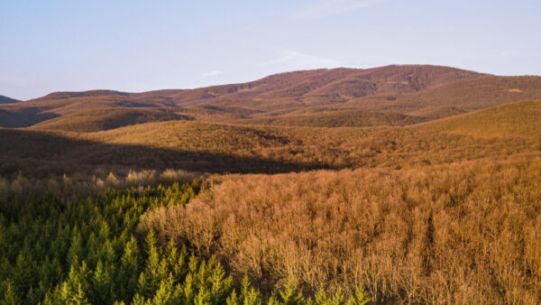 Wallpaper Hills, Nature, Landscape, View, Forest, Trees