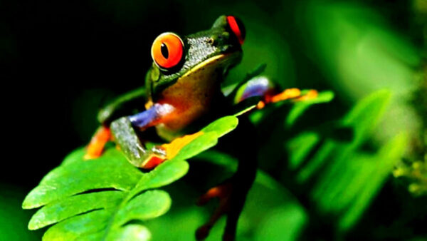 Wallpaper Frog, Eyed, Red, Closeup, Green, Leaves, View