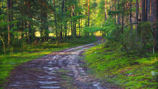 Wallpaper During, Green, Nature, Trees, Path, Between, Leaves, Daytime, Sunbeam, Sand