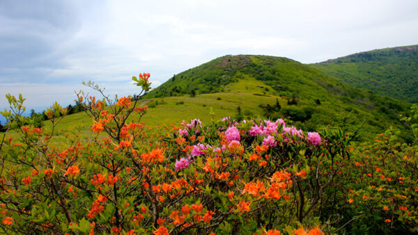 Wallpaper Greenery, Tree, Mountain, Beautiful, Flowers, Pink, Slope, Background, Sky, Orange, Branches, Blue, Scenery