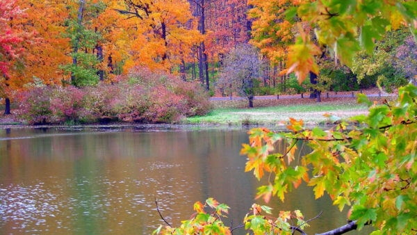 Wallpaper Red, Orange, Plants, Nature, Yellow, Fall, Green, Autumn, Surrounded, River, Bushes, Trees
