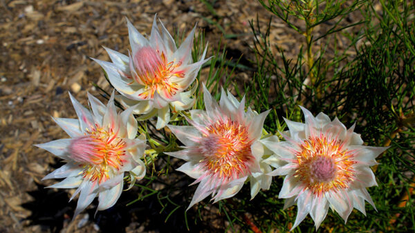 Wallpaper View, Closeup, Serruria, Plants, Flowers