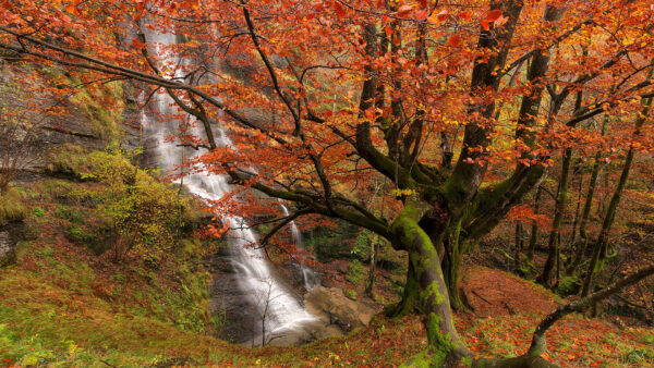 Wallpaper Red, Mountain, Background, Waterfalls, Trees, Branches, Autumn, Leaves
