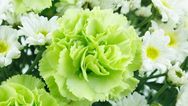 Wallpaper Flowers, View, Flower, White, Background, Petals, Green, Light, Closeup