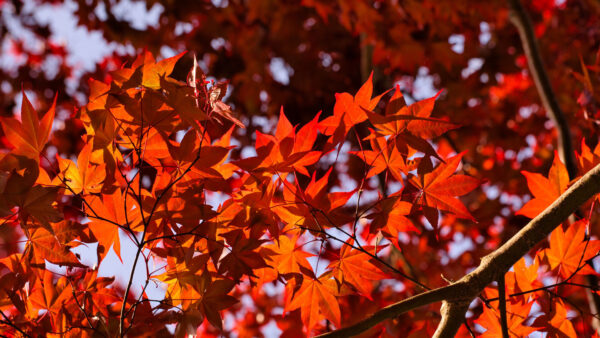 Wallpaper Mobile, Maple, Desktop, Sky, Red, Nature, Tree, Branches, Leaves, Background, Blur, Blue