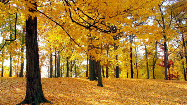 Wallpaper Trees, Branches, Sunrays, Autumn, With, Yellow, Fall, Forest