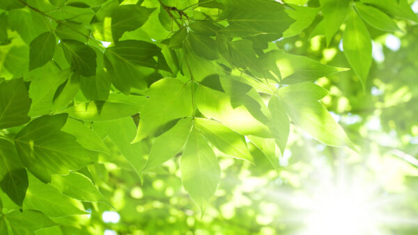 Wallpaper Branches, Green, Tree, Background, Leaves, Sunrays