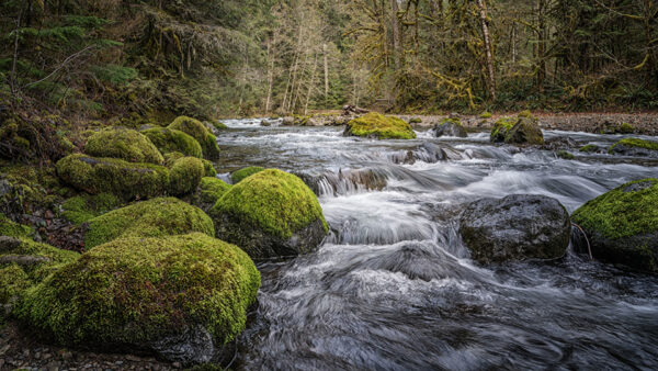 Wallpaper Covered, Algae, Nature, Trees, Water, Stream, Forest, Rocks, Beautiful, Green, Background