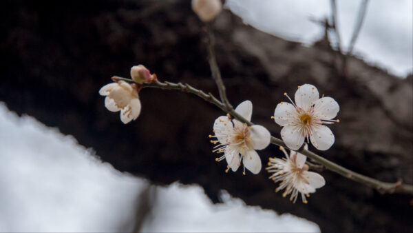 Wallpaper Tree, Cherry, Branch, Background, Blur, White, Flowers, Petals