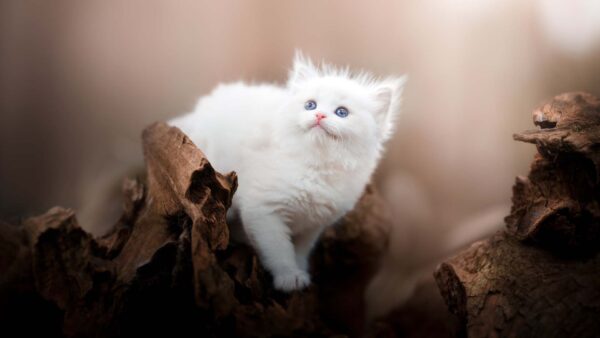 Wallpaper Fur, Standing, Background, Eyes, White, Cat, Blur, Wood, Blue, Desktop, Light