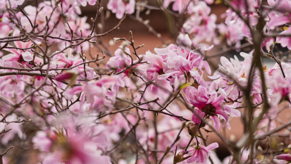 Wallpaper Magnolia, Petals, Tree, Light, Pink, Mobile, Branches, Desktop, Flowers