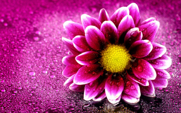 Wallpaper Flower, Pink