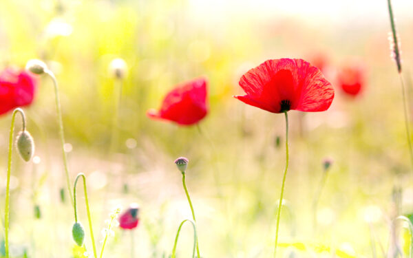 Wallpaper Poppy, Flowers