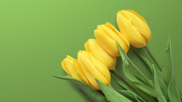 Wallpaper Tulips, Yellow