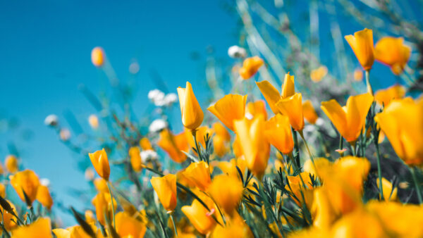 Wallpaper With, Blue, Desktop, Yellow, Flowers, Sky, Background