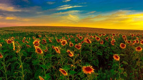 Wallpaper Flowers, Field, Yellow, Sky, Desktop, During, Sunset, Sunflowers, Background, Blue