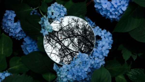 Wallpaper 4k, Leaves, Branches, Flowers, Trees, Mirror