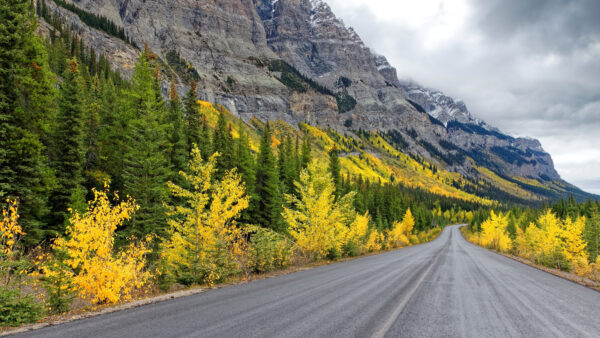 Wallpaper Mobile, Yellow, Desktop, Between, Mountain, And, Green, Nature, Trees, Road