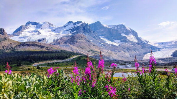 Wallpaper Purple, Flowers, White, Mobile, Sky, Nature, Landscape, Desktop, Covered, Cloudy, Mountains, And, Under