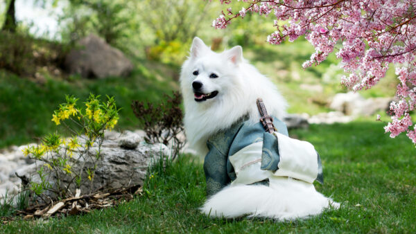 Wallpaper Blur, White, Dog, Grass, Sitting, Background, Garden