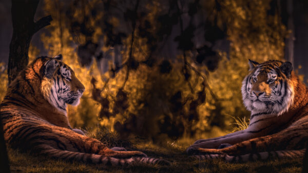 Wallpaper Background, Tiger, Forest, Dual, Image