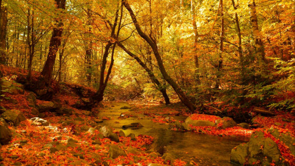 Wallpaper Desktop, Stream, Foliage, Nature, Forest, Fall