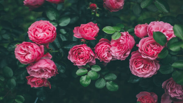 Wallpaper Rose, Mobile, Leaves, Desktop, Roses, With, Pink, Beautiful