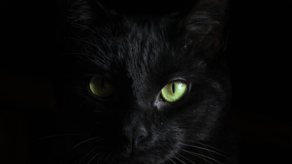 Wallpaper Eyes, Cat, Black, Dark, Green, Background, Theme