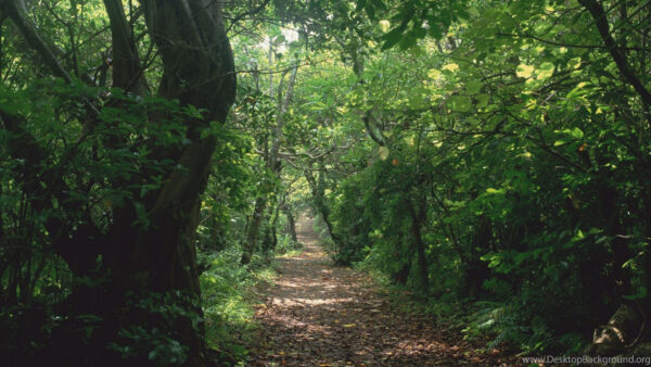 Wallpaper Between, Trees, Path, Dry, Covered, Desktop, Mobile, Jungle, Leaves