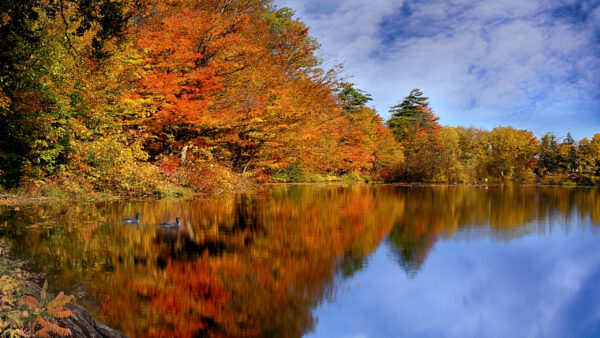 Wallpaper Nature, Trees, Fall, Desktop, During, Reflection, Cloudy, Sky, Canada, River, And, Blue