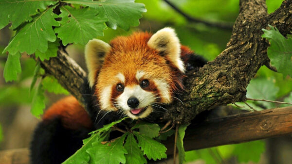 Wallpaper White, Cub, Branch, Brown, Panda, Red, Green, Sitting, Desktop, Tree, Black, Leafed