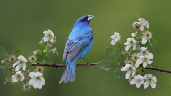 Wallpaper Flowers, Birds, Desktop, Green, Plant, Branch, Black, Bird, Standing, Blue, Background