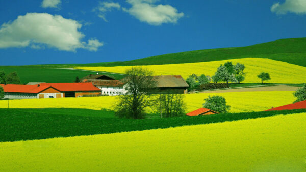 Wallpaper Field, Green, Light, Grass, Sky, Nature, Blue, Dark, Under, Houses, And, Cloudy