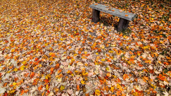 Wallpaper Fall, Leaves, Bench, Nature, Wooden, Mobile, Fallen, During, Desktop, And