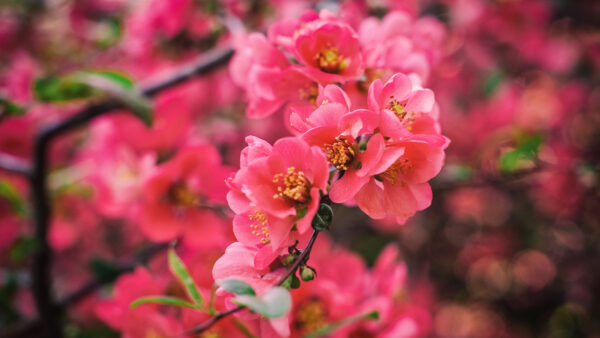 Wallpaper Red, Mobile, Tree, Bunch, Flowers, Branches, Desktop