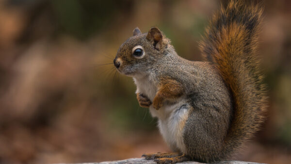 Wallpaper Shallow, Rock, With, Animals, Standing, Squirrel, Desktop, Background