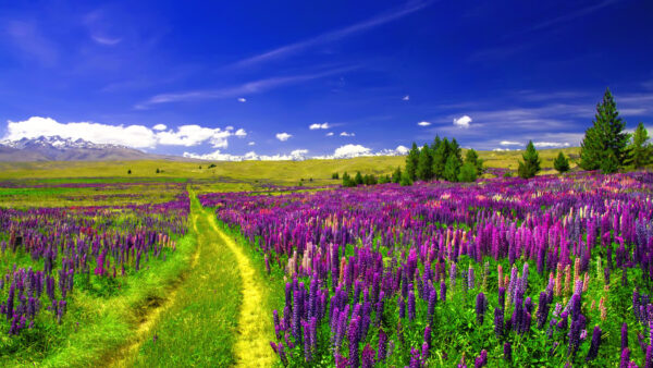 Wallpaper Green, Grass, Lupine, Between, Desktop, Field, Flowers, Path, Lavender, Sky, Under, Scenery, Mobile, Blue