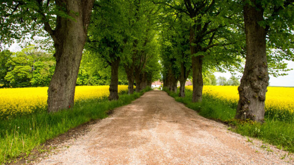 Wallpaper Grass, Mobile, Nature, Sand, Trees, Between, Path, Green, Field, Desktop