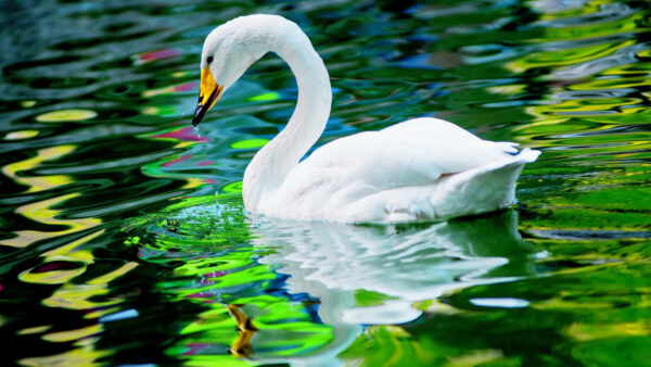 Wallpaper Yellow, Reflection, With, Mouth, Bird, Birds, Water, Swan, White, Floating