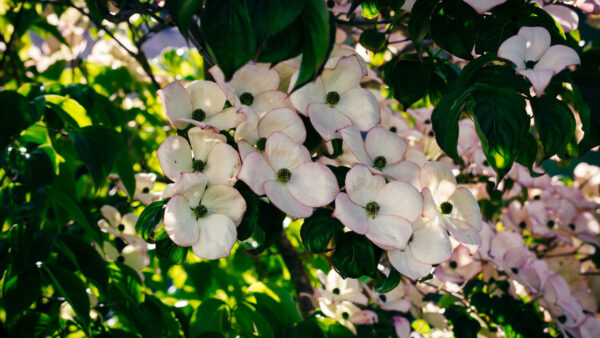 Wallpaper Blossom, Desktop, Bush, Flowers, Dogwood