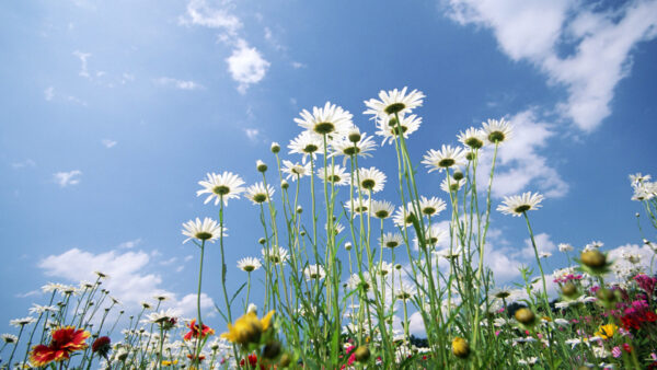 Wallpaper Spring, White, Blue, Desktop, Chrysanthemum, Cloudy, Flowers, Background, Under, Sky