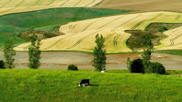Wallpaper Green, Farm, Road, Scenery, Cow, Field, Grass, Land, Nature, Trees