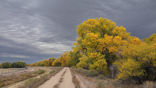 Wallpaper Desktop, With, Side, Under, Cloudy, Pathway, Sky, Gray, Trees, Nature